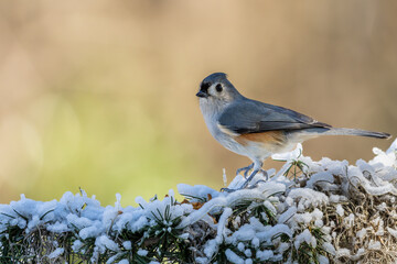Tufted Titmouse on snow-covered Spanish moss