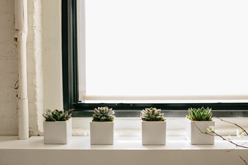 small succulent plants sitting atop radiator in office