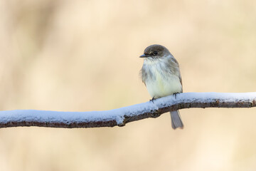 Phoebe perched on a snow-covered tree branch