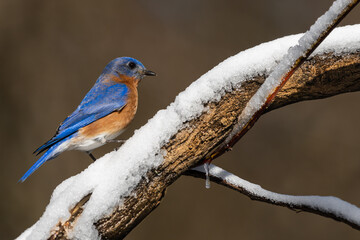 Bluebird perched on snow-covered branch