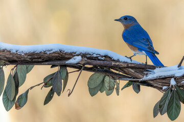 Bluebird perched on snow-covered vine with leaves