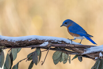 Bluebird perched on snow-covered vine with leaves