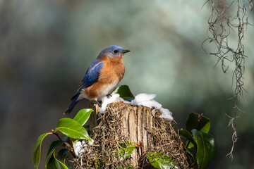 Bluebird perched on a tree stump with snow and red holly berries