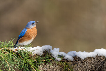 Bluebird perched on snow-covered pine tree branch