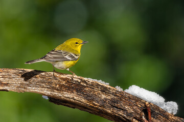 Yellow-rumped warbler on old wooden wagon wheel