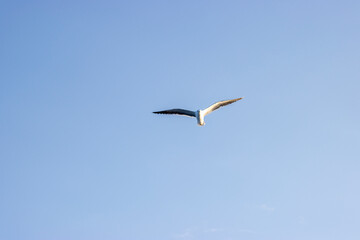 Möwe