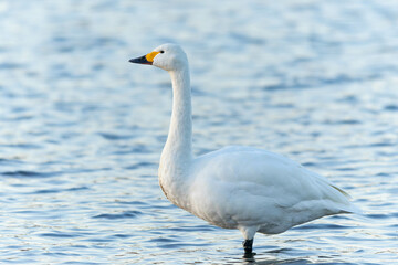 午後のコハクチョウ