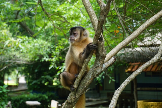 Singe capucin du Br&eacute;sil