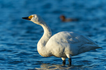 美味しそうに水を飲むコハクチョウ