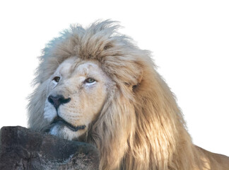 White lion peacefully put head on rock, isolated
