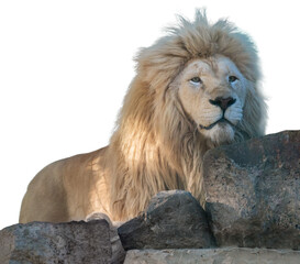 White lion hiding behind rocks, isolated background