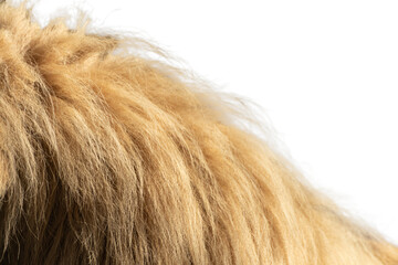 Lion sunny fluffy mane fur coat, isolated