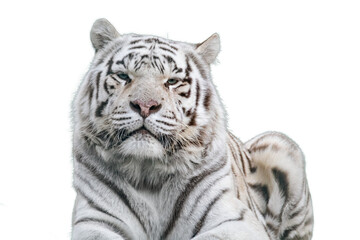 Plakat White tiger with black stripes portrait, isolated
