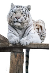 White tiger portrait on isolated background