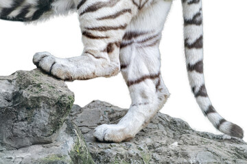 Front paws legs of a white tiger standing on rock