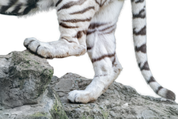 Front paws legs of a white tiger standing on rock