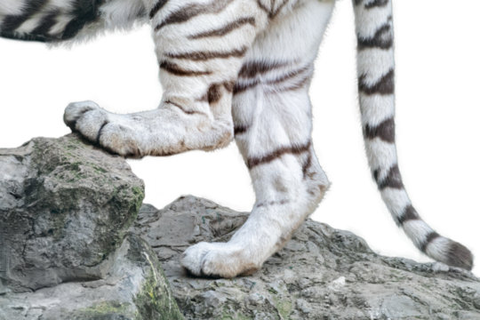 Front paws legs of a white tiger standing on rock