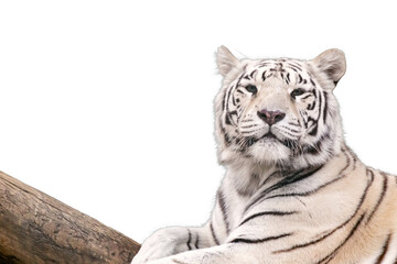 White tiger portrait on transparent background