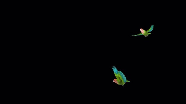 Lovebirds Couple - Rosy Faced Green Tropical Birds - Flying Around - Transparent Loop - 3D Animation with Alpha Channel isolated on transparent background