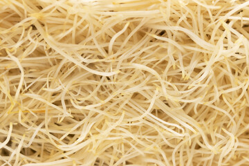 white pea roots on white background