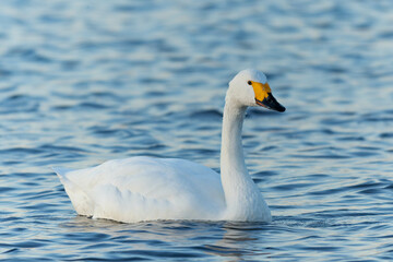薄暗がりの中のコハクチョウ