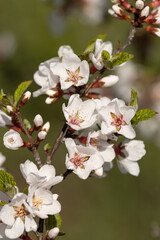 white cherry flowers on a branch