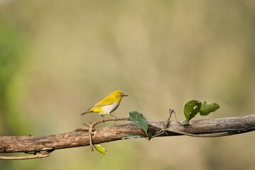 Oriental white-eye or Indian white eye bird  sitting on the branch of a tree. Amazing photo  with beautiful background. Best to watch when birds feed on their food

