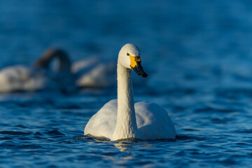 ゆっくり近づいてきたコハクチョウ