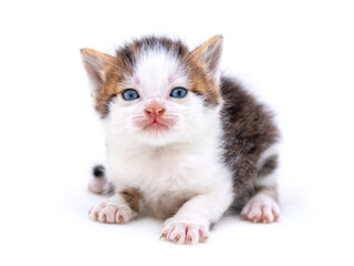 Cute fluffy kitten on white isolated background. Magic cat