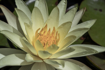 Flor de loto amarilla