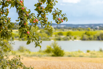 Fototapeta na wymiar Branches of an apple tree with ripe apples near a wheat field and a river