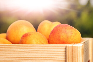 Ripe delicious apricots in a wooden box outdoors