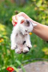 The girl is holding a small defenseless kitten by the skin