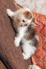 A small restless kitten climbs up the back of the chair