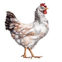 A white chicken with full-length spots. Digital illustration. Isolated objects. From the farmer's collection. For compositions, designs, prints, stickers, posters, postcards