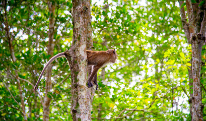 Thailand Chumphon National Park