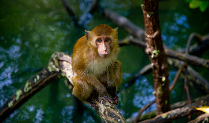 Fototapeta premium Thailand Chumphon National Park