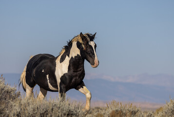 Fototapeta na wymiar Wild Horse in the Wyoming Desert in Autumn