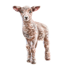 Cute fluffy lamb of light brown color in full growth. Digital illustration. Isolated objects. From the farmer's collection. For compositions, design, prints, stickers, posters, postcards