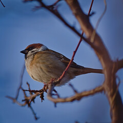 Mazurek (Passer montanus) in autumn.