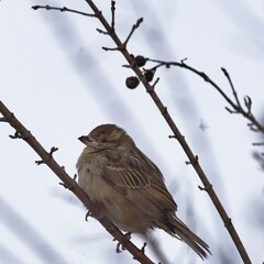 House sparrow (Passer domesticus) in winter time.