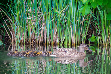 Duck with ducklings