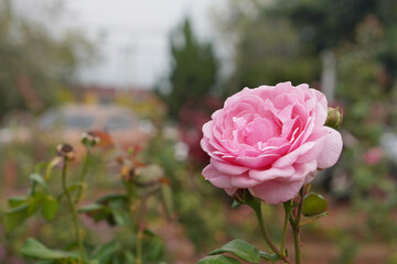 closeup pink rose bloom and various buds in the blur rose garden background, nature, decor, love,...