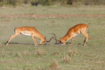 fighting impala