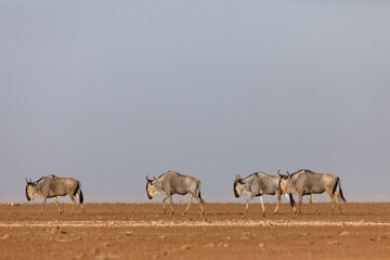 Strolling wildebeest