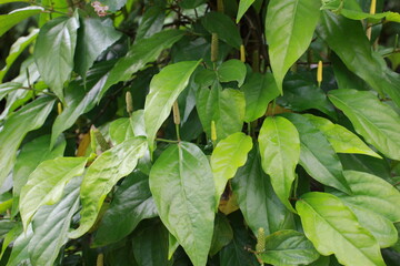 Javanese Chili, Herbal Chili Fruit which has efficacy as a medicine for stomach pain, colds, beriberi, rheumatism, low blood pressure, cholera, influenza, headaches, impotence, bronchitis, and shortne