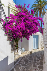 Fototapeta na wymiar Traditional Cycladitic alley with a narrow street, whitewashed houses and a blooming bougainvillea in Parikia, Paros island, Greece.