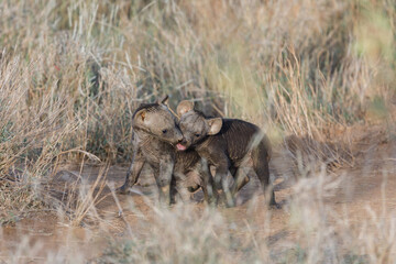 baby hyenas in the savanah