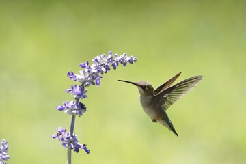 Female Ruby-Throated hummingbird enjoying her day and hovering at the lavender blossoms. 