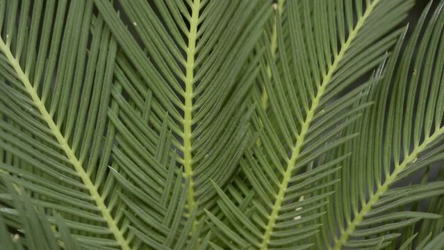 Extreme close-up turntable shot of leaves of cycas revoluta plant on black background | Tropical houseplants commercial